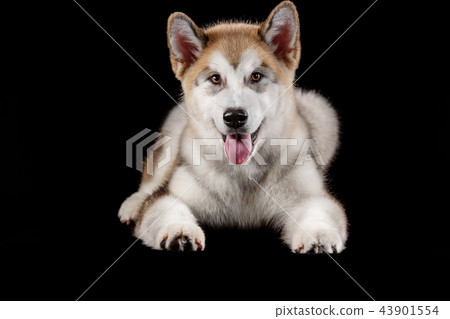 husky puppy panting