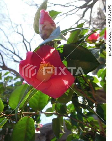 Camellia 43901900