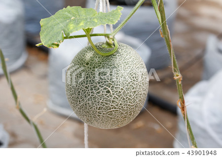Closeup melon fruit on the tree Closeup melon fruit on the tree 43901948