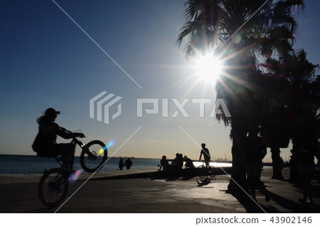 Melbourne: Palm trees in Luna Park 43902146