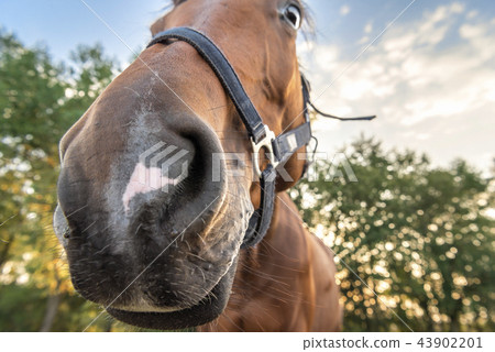 Funny horse selfie-like image Funny horse selfie-like image 43902201