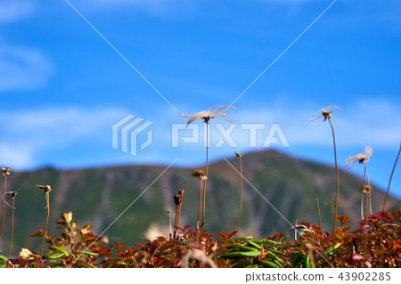 Tingle flower down Tingle flower down 43902285