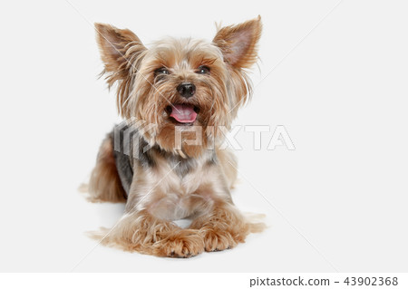 Yorkshire terrier isolated om white background 43902368