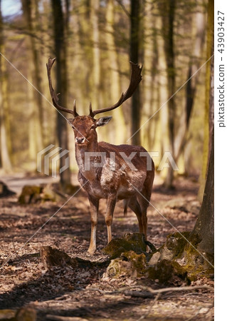 Deer in the woods 43903427