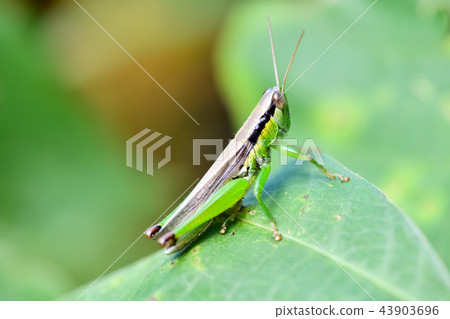  Koban Inago 43903696