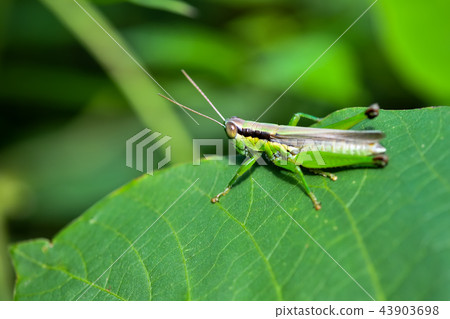  Koban Inago 43903698