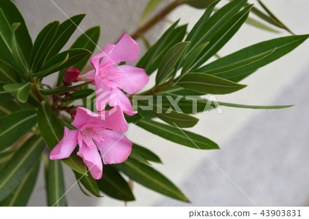 Common oleander 43903831