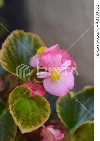 Wax begonia 43903833