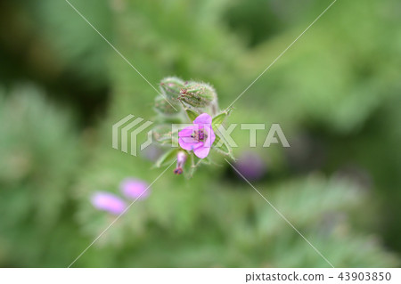 Common storksbill 43903850
