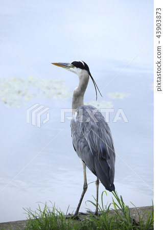 正在尋找飼料家禽 43903873