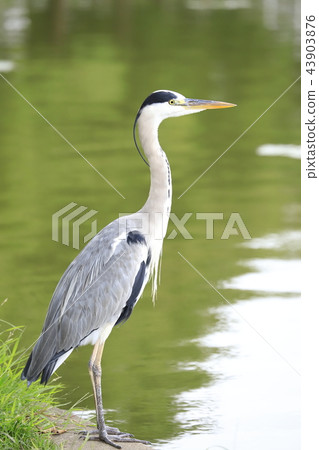 正在尋找飼料家禽 43903876