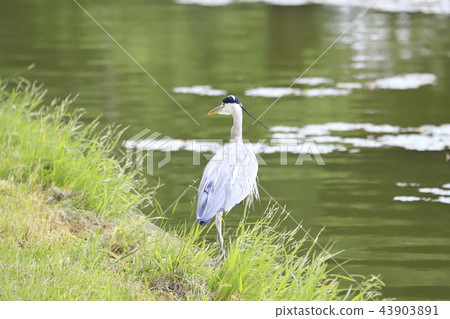 蒼鷺在水中尋找食物 43903891