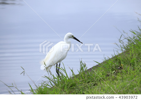 Kosagi拿著一條魚 43903972