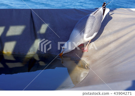 San Malo. A large sea gull. 43904271