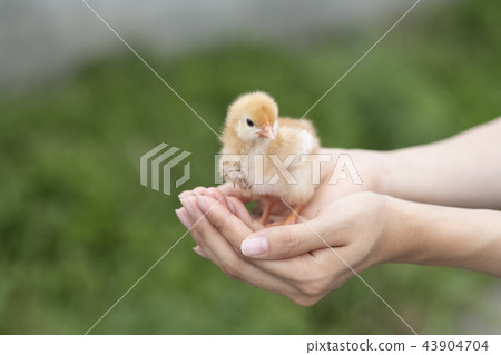 小雞 小雞 43904704