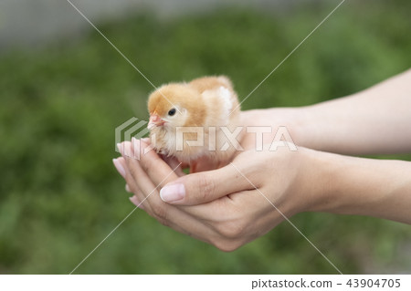 小雞 43904705