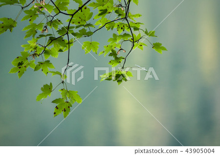 maple tree branch in the blurred forest background 43905004