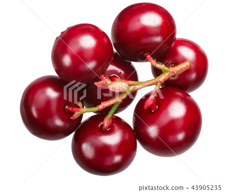 Lingonberry vaccinium vitis-idaea, cluster, paths 43905235