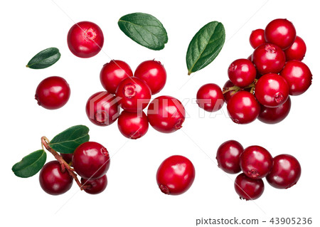 Lingonberry vaccinium vitis-idaea, paths, top Lingonberry vaccinium vitis-idaea, paths, top 43905236