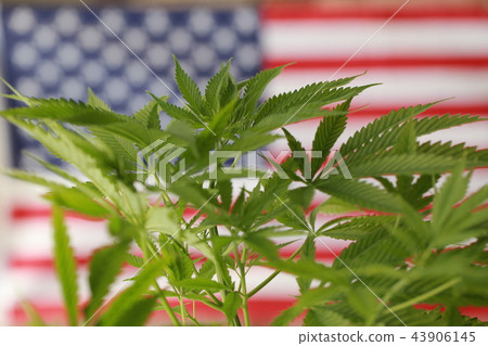 cannabis marijuana  American flag 43906145