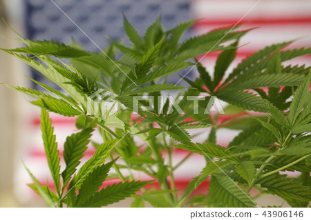 cannabis marijuana American flag cannabis marijuana American flag 43906146