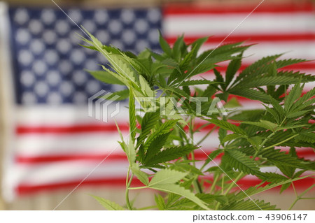 cannabis marijuana American flag cannabis marijuana American flag 43906147