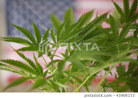 cannabis marijuana  American flag 43906153