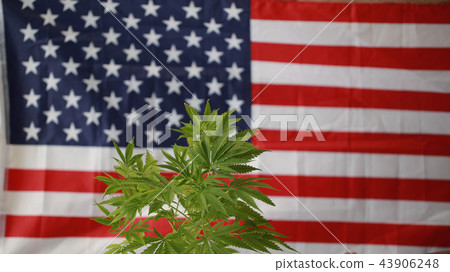 cannabis marijuana  American flag 43906248