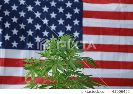 cannabis marijuana  American flag 43906403