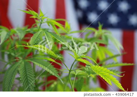cannabis marijuana  American flag 43906417