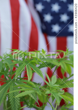 cannabis marijuana  American flag 43906420