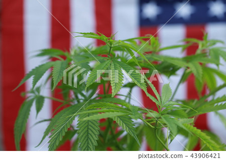 cannabis marijuana American flag cannabis marijuana American flag 43906421