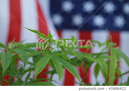 cannabis marijuana American flag cannabis marijuana American flag 43906422