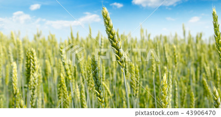 Field with ripe ears of wheat and blue cloudy sky Field with ripe ears of wheat and blue cloudy sky 43906470