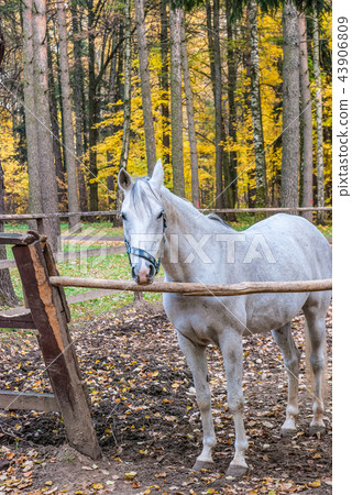 Thoroughbred horse standing over the fence in stable Thoroughbred horse standing over the fence in stable 43906809