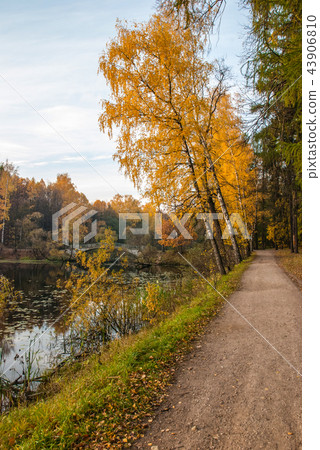 Yellow autumn foliage of trees. Path by pond Yellow autumn foliage of trees. Path by pond 43906810