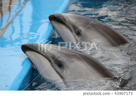 The Atsudo Aquarium 43907173