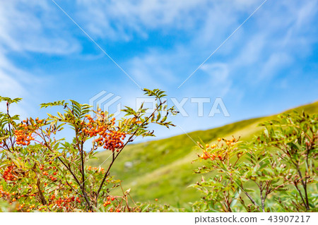 高原紅色木頭筆記 高原紅色木頭筆記 43907217