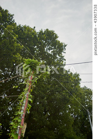 棺材舉行的電線桿 43907338