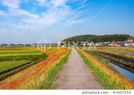 （愛知縣）Yakatsu河的花簇開始綻放 43907434