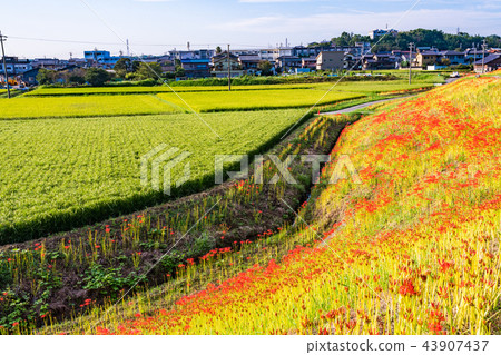 （愛知縣）Yakatsu河的花簇開始綻放 43907437