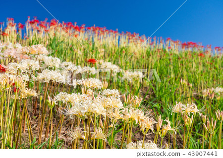 （愛知縣）Yakatsu河的白色群狀孤挺花 43907441