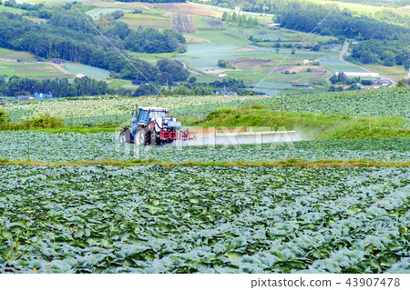 Cabbage field and tractor 43907478