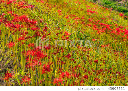 (Aichi Prefecture) Flower cluster of the Yakatsu River begins to bloom 43907531