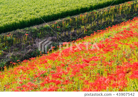 (Aichi Prefecture) Flower cluster of the Yakatsu River begins to bloom (Aichi Prefecture) Flower cluster of the Yakatsu River begins to bloom 43907542