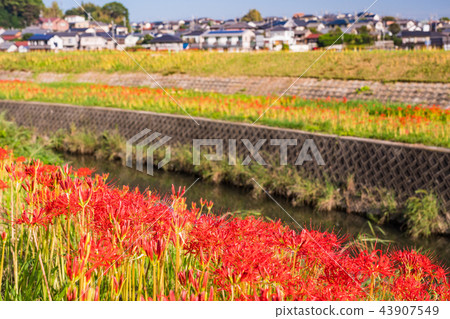 (Aichi Prefecture) Cluster of flowers in the Yakatsu River (Aichi Prefecture) Cluster of flowers in the Yakatsu River 43907549