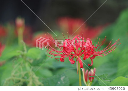 Shinto shrine Shinto shrine 43908020
