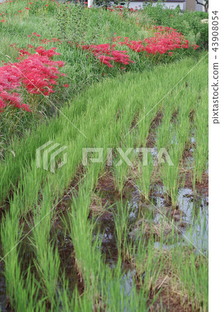 Shinto shrine Shinto shrine 43908054