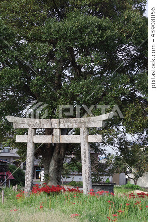 Shinto shrine Shinto shrine 43908056