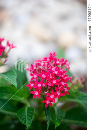 Pentas lanceolata or Egyptian star cluster flowers Pentas lanceolata or Egyptian star cluster flowers 43908104